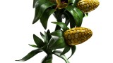 Image Plants vs Zombies : Garden Warfare 2