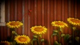Image Unravel