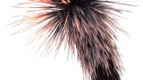 Image The Solus Project