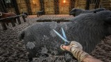 Image ARK : Survival Evolved