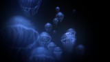 Image Narcosis