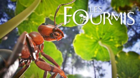 Trailer date de sortie